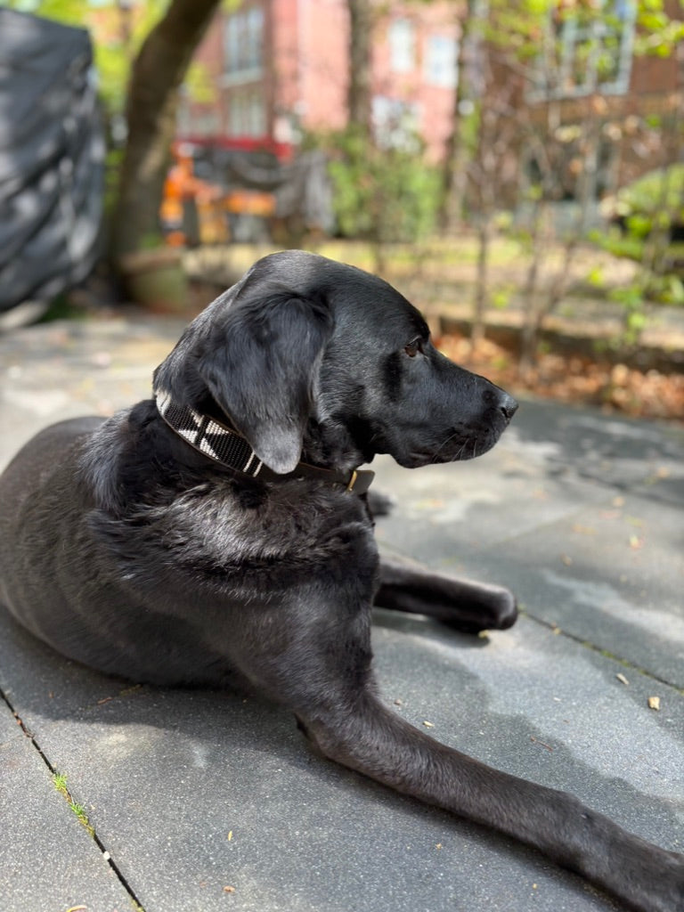 BALOE Collar Black and White