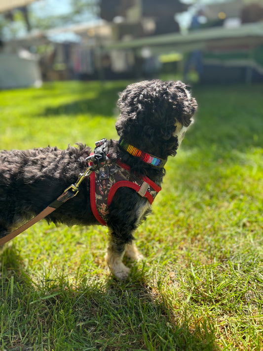 BALOE Collar Rainbow